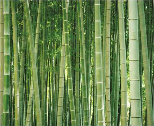 Figure 2. Bambusoideae (Bamboo grass) for obtaining bamboo fibers (Harvest returns Citation2019)