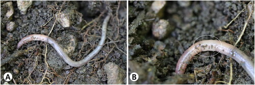 Figure 1. Clitellate of Amynthas deogyusanensis. (A) The dorsal view; (B) the clitellum annular XIV–XVI. The photograph from Deogyu Mountain, South Korea by Yong Hong on 2 August 2020.