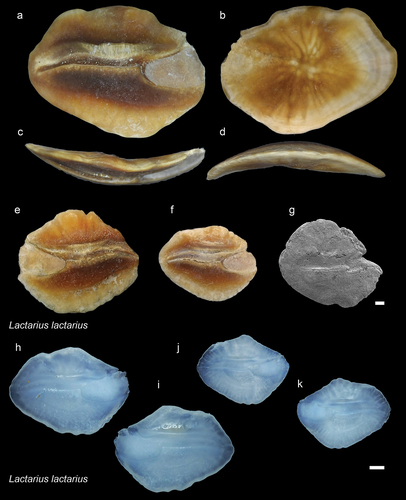 Figure 5. Lactariidae. a-g: Lactarius lactarius fossil specimens from AH. a-d (NHMUK PV P 76636), inner (a), external (b), dorsal (c), and ventral (d) views; e-f inner views of NHMUK PV P 76637   PV P 76638; g – SEM image of a juvenile specimen (GUBD V0194). h-k: modern Lactarius lactarius left and right otoliths BRUJM-20201218-1   BRUJM-20201218-3, TL: 18.5 and 14 cm). Scale bar: 1mm, except 0.1 mm for g.