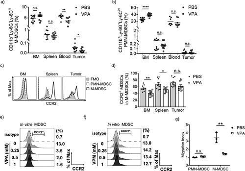 Figure 4. VPA reduces the infiltration of M-MDSCs in EL4 tumors