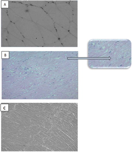 Figure 1. Histological observations of fresh meat obtained from A: Croaker fish, B: Indian squid, and C: White leg shrimp.