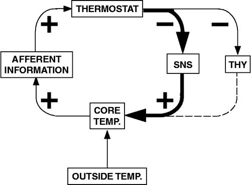 Figure 6 Model of compensatory activation of the sympathetic noradrenergic system (SNS) by thyroidectomy. THY: thyroid; TEMP: temperature.