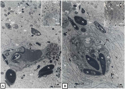 Figure 5. Optical and electron micrographs showing the phagocytosis process of Sertoli cells in the seminiferous tubules in November. The seminiferous tubules in November, like those in October, were phagocytized to a number of immature spermatids as part of the phagocytosis process of Sertoli cells (A, B). From this point on, the lumen was closed (A, inset, B, inset). Lipofuscin was scattered within the cytoplasm of Sertoli cells (A, B). Ad, dark type spermatogonium; Lf, Lipofuscin; N, nucleus; Pg, phagosome; Se, Sertoli cell; Spt, sperm tail.