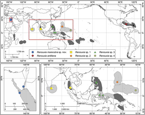 Fig. 1. Geographic distribution of the genus Renouxia. Ecoregions (Spalding et al., Citation2007) with previous reports are shaded in dark grey, and those with new reports in light grey. Collection sites of specimens included in the present study are colour-coded according to the different putative species in Fig. 7 (see online version for colours). The type locality of R. antillana (the type species of the genus) is shown by a black star.