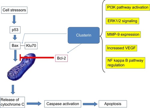 Figure 3 Mechanisms of clusterin action.