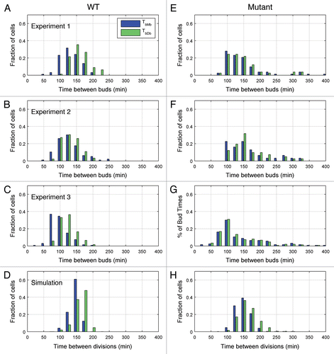 Figure 4 Histograms of cell cycle duration in mother and daughter cells. Budding events were tabulated manually and the time between the emergence of consecutive buds was calculated for wild-type cells (A–C) and for mutant cells (E–G) in experiments 1–3, respectively. For simulated data (D and H), the time between division events, rather than budding events, was used for wild-type cells (D) and for mutant cells (H).