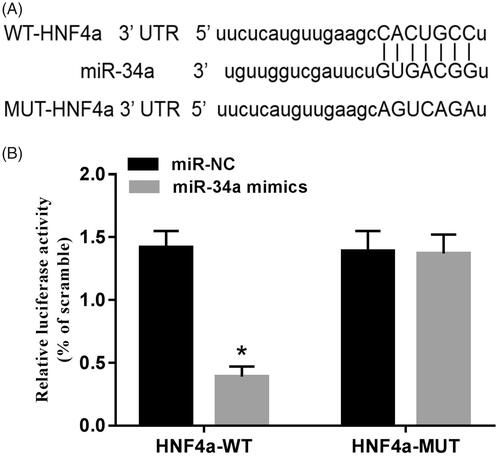 Figure 5. HNF4α is a potential target gene of miR-34a. (A) The binding site of HNF4α to miR-34a; (B) luciferase activity assay. Note: Compared with the miR-NC group, *p < .05.