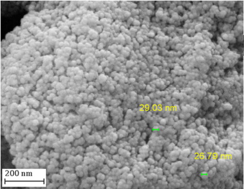Figure 2. FESEM image of Fe3O4@starch/Cu nanocomposite.