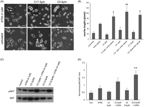 Figure 2. (A) SK-N-SH cells were treated with ATRA alone, or in combination with RAMBA C2 or C17, for 72 h. RAMBAs by themselves had no effect on cell morphology. In combination with ATRA, RAMBAs induce a highly rounded, refractile morphology (insets). Scale bar = 50 µm (25 µm for insets). (B) SK-N-SH cells were treated with 0.1 µM ATRA and RAMBAs C2 and C17 for 72 h and neurite lengths were measured (n = 3). Standard deviations are shown. ANOVA comparisons show where mean neurite lengths are significantly longer compared with ATRA alone (Bonferroni’s and Dunnett’s post hoc corrections *p<.05; **p<.01). (C) SK-N-SH cells were treated for 72 h with ATRA, RAMBA C2 and combinations. Immunoblotting shows relative levels of pAKT and AKT present in cell lysates. (D) Protein bands were quantified and mean pAKT intensities were normalised against AKT and compared using ANOVA (n = 3). Controls are untreated cells. SD are shown, **p<.01 compared to ATRA alone.