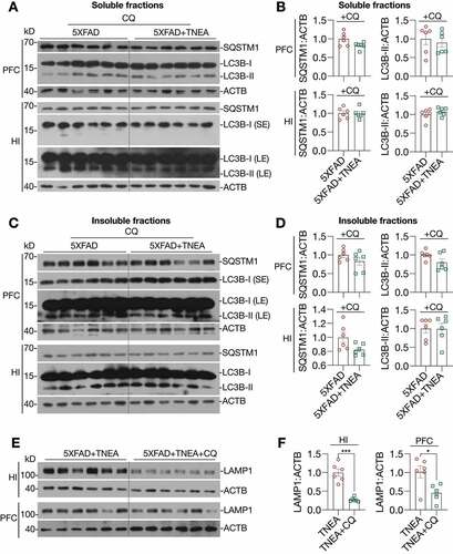 Figure 5. TNEA-induced autophagy-lysosomal pathway in 5XFAD mice brains was blocked by chloroquine. 5XFAD mice were intraperitoneally injected with vehicle (PBS) or chloroquine (CQ, 50 mg/kg/day) 4 days before the last TNEA treatment. (A, C) Representative western blots showed the levels of autophagy markers (LC3B and SQSTM1 in the SDS soluble (A) and insoluble fractions (C) in the prefrontal cortex (PFC) and hippocampus (HI) of mice brains. SE, short exposure; LE, long exposure. (B, D) Data were quantified as mean ± SEM (male, n = 6) and analyzed by Unpaired t test. No statistical significance (p > 0.05) vs. CQ alone group. (E) Representative western blots showed the levels of LAMP1 in the HI and PFC of 5XFAD mice treated with/without CQ. (F) Data were quantified as mean ± SEM (male, n = 6) and analyzed by Unpaired t test. *p < 0.05 and ***p < 0.001 vs. TNEA group