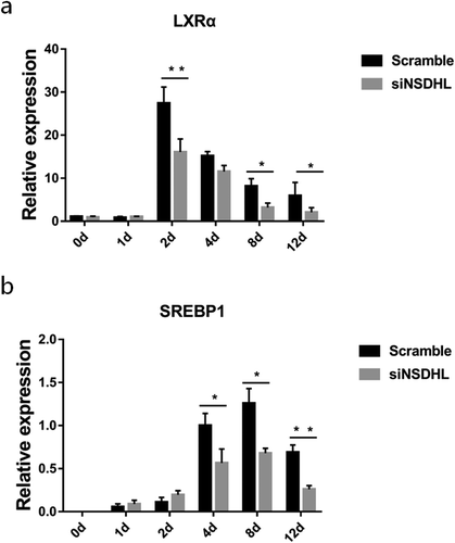 Figure 5. Suppression of NSDHL in preadipocytes downregulated the pathway of LXR-SREBP1.