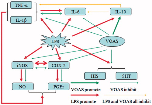 Figure 6. Metabolic pathways of VOAS affecting the changes of cytokines, inflammatory mediators, and inflammation-related enzymes on LPS-induced acute inflammation rat model.