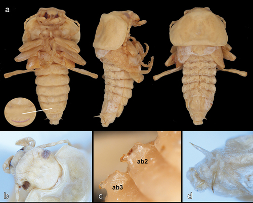 Figure 10. Pupa of Heteropsectropus difficilis. (a, left to right) ventral, lateral, and dorsal views. (b) dorsal head (close up). (c) abdominal gin traps (close up). (d) urogomphi (dorsal). Abbreviations: ab2, 3, abdominal segments 2, 3.