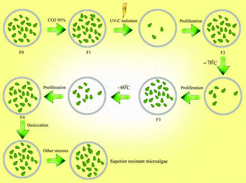 Figure 3. Rapid stepwise artificial Darwinian selection of super microorganisms for exploitation in BLSS and in terraforming of Mars