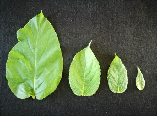 Figure 2. Four types of leaves of eight A. arguta accessions used in LC–MS/MS.