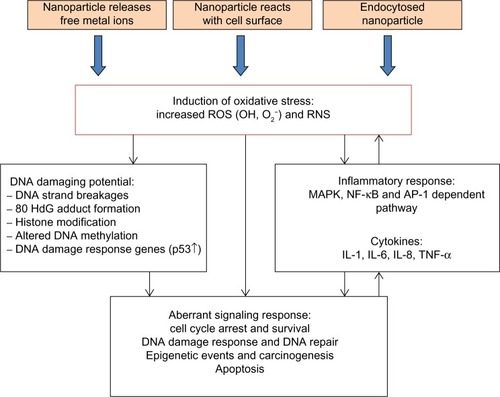 Figure 4 Putative mechanisms underlying the detrimental effects of zinc oxide and silica nanoparticles. These nanoparticles dissolve in the extracellular milieu, giving rise to increased extracellular metallic cations. This leads to increased intracellular respective metallic cations, resulting in decreased activity of particular enzymes and transcription factors. Moreover, this event can induce ROS generation and resulting oxidative stress, as well as stimulate various cytokine production and inflammatory responses. These phenomena, in turn, render membrane damage, DNA breakage, mitochondrial dysfunction, and lysosome destabilization.Abbreviations: ROS, reactive oxygen species; RNS, reactive nitrogen species; IL, interleukin; TNF, tumor necrosis factor; NF-κB, nuclear factor kappa-light-chain-enhancer of activated B cells; MAPK, mitogen-activated protein kinases; AP-1, activator protein 1.