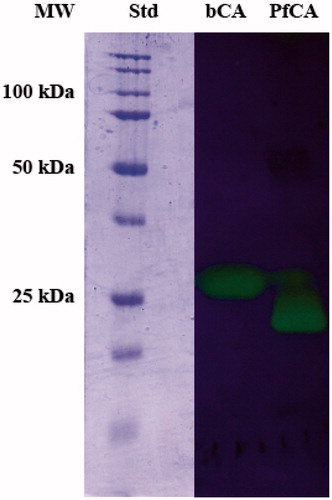 Figure 3. Protonogram of bCA and PfCA. The yellow bands on blue background correspond to the bCA and PfCA activity, which determine the drop of pH from 8.2 to the transition point of the dye (pH 6.8). Yellow bands were obtained with an incubation time of 15 s.