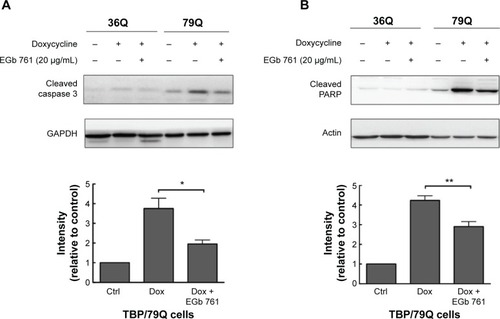 Figure 3 Inhibitory effects of EGb 761 on apoptosis in TBP/79Q-EGFP cells.
