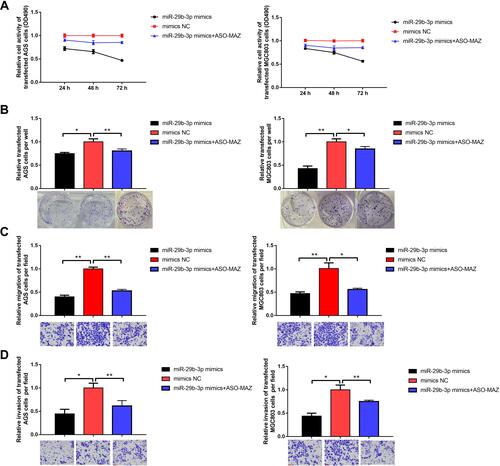 Figure 2 Effects of overexpression of miR-29b-3p on cellular function. (A) MTT assay detected cell viability. (B) Colony forming assay. (C) Transwell assay detected cell migration. (D) Transwell assay detected cell invasion. *P < 0.05, **P < 0.01.