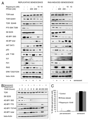 Figure 1. Attenuation of TORC1 reverses senescence-associated signaling. (A) SDS-PAGE western blot of BJ fibroblasts treated once over three days with either rapamycin (10 nM) or PP242 (200 nM). Left panel: early passage (senescent –) or late passage (senescent +) during replicative senescence examined for levels of senescence-associated proteins and for levels of the downstream targets of TORC1 and TORC2. Right panel: RAS-induced senescent cells (senescent +) or control cells with empty vector WH (senescent –) examined for levels of senescence-associated proteins and for levels of the downstream targets of TORC1 and TORC2. (B) SDS-PAGE western blot of a time course of cells passaged in the presence of rapamycin (10 nM) for 2, 8, 48 and 200 h (8 d), examined for levels of the downstream targets of TORC1. (C) Staining for senescence-associated β-galactosidase (SA-β-gal) of replicative senescent cells treated with rapamycin (10 nM) or PP242 (200 nM) for 72 h.