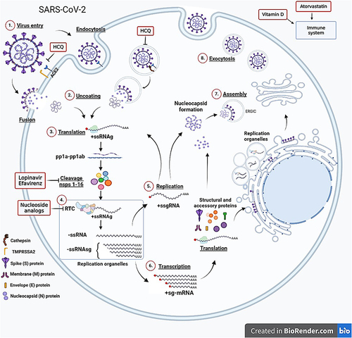 Figure 13 Drugs with potential antiviral effects against SARS-CoV-2. The SARS-CoV-2 life cycle comprises eight main steps: 1. Virus entry by endocytosis or membrane fusion 2. Uncoating and release of viral RNA 3. Translation and cleavage of pp1a and pp1ab polyproteins (nonstructural proteins) 4. Assembly of the RTC 5. Replication or synthesis of full-length RNA copies 6. Translation or subgenomic RNA synthesis and translation of viral structural proteins (spike, membrane, envelope and nucleocapsid proteins) 7. Viral particles assembly in ERGIC 8. Release of the virus. HCQ could block the virus entry; the generation of viral proteins could be inhibited by the peptidomimetic lopinavir and efavirenz, which inhibit the posttranslational processing of viral polyproteins pp1a-pp1ab. The RNA replication and transcription can be affected by nucleoside analog zidovudine, lamivudine, Abacavir, remdesivir and tenofovir/emtricitabine, which prevent the proper functioning of RdRp and therefore inhibit negative-strand RNA and subgenomic RNA synthesis. Vitamin D and Atorvastatin modulate the immune response and protect against infection. This figure was created in BioRender.