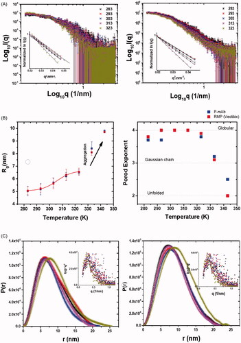 Figure 5. Structural analysis using SAXS: (A) The SAXS I(q) profiles of (Left) P-mAb and (Right) RMP samples at different temperatures and the inset with the Guinier plots of these datasets, (B) The P(r) profiles computed using SAXS intensity data for (Left) P-mAb and (Right) RMP Sample with the inset Kratky plot of the datasets, (C) Variation in the (Left) Rg and (Right) Porod exponent as a function of temperature for P-mAb and RMP samples.