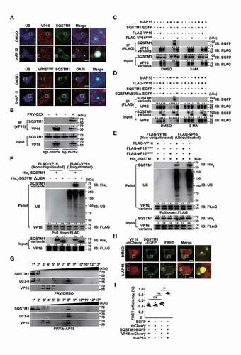 Figure 8. Inhibition of USP14 induces the interaction of SQSTM1/p62 with ubiquitinated VP16. (A) PK-15 cells were co-transfected with plasmids encoding VP16-mCherry and SQSTM1-EGFP, or VP16K168R-mCherry and SQSTM1-EGFP, and treated with DMSO or b-AP15 (1 μM) for 24 h. The colocalization of UB, SQSTM1 and VP16 variants was assessed by immunofluorescence of UB and fluorescent microscopy. Scale bar: 10 μm. (B) sgControl and sgUSP14 PK-15 cells were mock infected or infected with PRV-QXX (MOI = 0.1) for 24 h. The interaction of SQSTM1 with VP16 was assessed by co-IP assay. (C) PK-15 cells transfected with plasmids encoding SQSTM1-EGFP, FLAG-VP16 and FLAG-VP16K168R were treated with b-AP15 (1 μM) and 3-MA (10 μM) as indicated for 24 h. The interaction of SQSTM1-EGFP with the FLAG-VP16 variants was assessed by co-IP assay. (D) PK-15 cells transfected with plasmids encoding FLAG-VP16, SQSTM1-EGFP and SQSTM1ΔUBA-EGFP were treated with b-AP15 (1 μM) and 3-MA (10 μM) as indicated for 24 h. The interaction of FLAG-VP16 with SQSTM1-EGFP variants was assessed by a co-IP assay. (E) The interactions of His6-SQSTM1 with non-ubiquitinated and ubiquitinated FLAG-VP16, FLAG-VP16K168R and FLAG-VP16K305R were assessed by an in vitro affinity-isolation assay. (F) The interactions of non-ubiquitinated and ubiquitinated FLAG-VP16 with His6-SQSTM1 and His6-SQSTM1ΔUBA were assessed by an in vitro affinity-isolation assay. (G) PK-15 cells were infected with PRV-QXX (MOI = 0.1) and treated with DMSO or b-AP15 (1 μM) for 24 h. The cell lysates were subjected to iodixanol density gradient centrifugation. SQSTM1, LC3-II and PRV VP16 levels in each fraction were assessed by immunoblot analysis. (H) PK-15 cells were co-transfected with plasmids encoding VP16-mCherry and SQSTM1-EGFP and treated with DMSO or b-AP15 (1 μM) for 24 h. The interaction of SQSTM1 with VP16 was assessed by FRET analysis. Scale bar: 10 μm. (I) Quantification of FRET efficiency from H. Data were shown as mean ± SD based on three independent experiments. ** P < 0.01 determined by two-tailed Student’s t-test. ns, no significance.