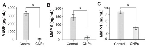 Figure 8 Celastrol nanoparticles inhibit the expression of angiogenic factor proteins in the cornea. Corneas were harvested on day 6 after surgery and the concentration of (A) vascular endothelial growth factor, (B) matrix metalloproteinase 9, and (C) monocyte chemoattractant protein 1 in the corneal tissue lysates were assessed by enzyme-linked immunosorbent assay.Notes: The data are presented as mean ± standard deviation of three independent experiments. Statistical significance is based on the difference when compared with the control; *P < 0.001.Abbreviations: CNPs, celastrol nanoparticles; MCP-1, monocyte chemoattractant protein 1; MMP-9, matrix metalloproteinase 9; VEGF, vascular endothelial growth factor.