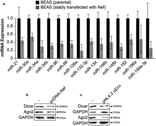 Figure 5. HIV-1 Nef provokes a massive depletion of micro-RNAs in lung epithelial cells. a. A major decrease in expression levels of 14 miRNA involved in lung cancer measured in BEAS-2B cells stably transfected with Nef or in the parental cells using qPCR assay. b, c. Expression levels of Dicer and Ago-2 proteins were examined by Western blot assay in BEAS-2B cells transfected with Nef expression plasmid or with pNL4-3 strain of HIV-1 lacking the Env gene as indicated. Experiments were repeated 3 times. GAPDH was used as a control of equal protein loading.