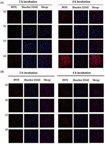 Figure 4. Confocal microscopy images of (A) MG63 cells and (B) LO2 cells. Cells were treated with free DOX solution (a), Chol-COS/DOX-Lp (b), Chol-SS-COS/DOX-Lp (c) and Chol-SS- COS/ES/DOX-Lp (d) for 2 h and 4 h, respectively.