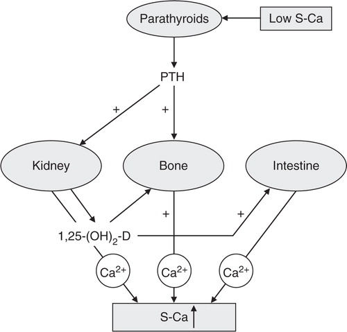 Fig. 1 Endocrine feedback system that maintains serum calcium concentrations: involvement of 1,25(OH)2D and parathyroid hormone (PTH).