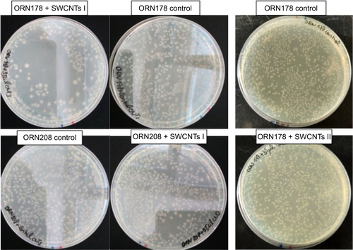 Figure S5 CFU reduction test of E. coli strains ORN178 and ORN208 with glyconanotubes I and II.Abbreviations: CFU, colony forming units; E. coli, Escherichia coli.