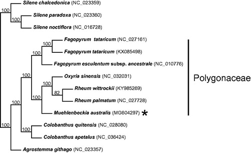 Figure 1. Cladogram resulting from a Neighbour-Joining (NJ) analysis including all currently available Polygonaceae plastomes and outgroup species (remainder of species not included in Polygonaceae clade indicated by a bar to the right of the tree). The alignment, NJ analysis, and tree rendering (Robinson et al. Citation2016) were generated on the MAFFT online server (Katoh et al. Citation2017), using alignment strategy FFT-NS-2 and leaving all other parameters at default settings. Bootstrap resampling = 100 with values shown on branches. Muehlenbeckia australis (MG604297) is indicated with an asterisk.