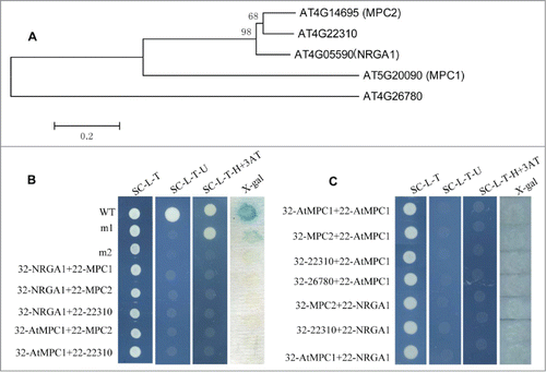 Figure 1. Gene structure and protein interactions in yeast. (A) Phylogenetic analysis of putative MPC proteins in Arabidopsis. The amino acid sequences of these proteins were aligned by CLUSTALX, and the phylogenetic tree was constructed using the neighbor-joining method with the following parameters: bootstrap (replicates 1000), poisson model and complete deletion. The numbers at the nodes indicate the bootstrap values. (B) The interaction between the different MPC protein pairs. 32: pDEST32 for generation of the bait plasmid, 22: pDEST22 for construction of the prey plasmid. wt (pEXP22-RalGDS-wt), m1(pEXP22-RalGDS-m1) or m2 (pEXP22-RalGDS-m2) is control plasmid which shows strong, weak and undetectable interaction with pEXP32-Krev1, respectively. The transformed yeast cells grow on SC/-Leu-Trp (SC-L-T), SC/-Leu-Trp-Ura (SC-L-T-U), or SC/-Leu-Trp-His (SC-L-T-H) medium containing 50 mM 3-AT and aX-gal assay for β-galactosidase activity of the transformants grown on YPAD. (C) Test of protein interactions using a “swapped” 2-hybrid approach. The system is the same as shown in (B).