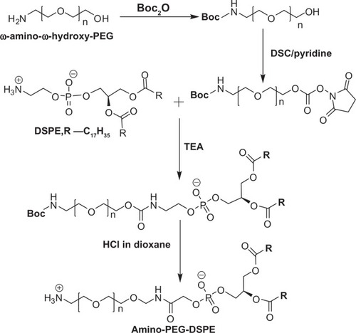 Figure 1 Synthesis of amino-PEG-DSPE.Citation15Abbreviations: PEG, polyethylene glycol; Boc, tert-butyloxycarbonyl; DSPE, 1,2-distearoyl-sn-glycero-3-phosphoethanolamine; TEA, triethylamine.