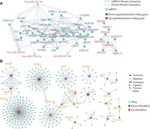 Figure 5 PTSD miRNA–mRNA interactome and interacting drugs. (A) Network of differentially expressed miRNAs targeting differentially expressed genes between PTSD and control samples. Triangles are DEmiRNAs and circles are DEmRNAs; edges denote that a miRNA targets the connected gene. The size of the node labels is proportional to fold change. Node color characterizes the direction of the expression change between controls and PTSDs. (B) Drugs interacted with overlapped DEmRNAs. Gene and potential interacted drugs are connected with lines. The interaction types are represented by different arrows.