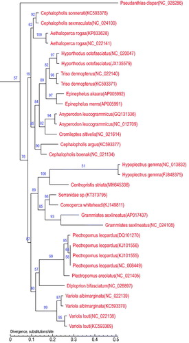 Figure 1. The phylogenetic tree was constructed based on the complete mitochondrial genomes of 32 species which from 16 different genera in Serranidae. The number at each node is the bootstrap probability. The number behind the species name is the GenBank accession number.