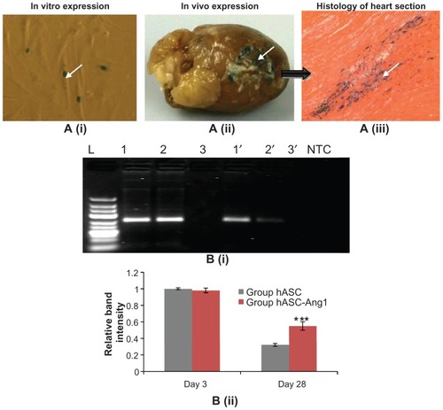 Figure 5 (A) Detection of transgene expression (LacZ) in baculovirus transduced hASCs transplanted in the myocardium. (i) Three million cells were transduced with Bac-NPLacZ (multiplicity of infection: 200) and intramyocardially injected in the left ventricular myocardium. (ii) Three days post-transplantation, hearts (n = 3) were harvested and traced for LacZ expression. (iii) Histological analysis of ventricular portion (200×: stained with eosin) shows the transplanted cells expressing the LacZ. Arrows show the transplanted stained hASC-LacZ cells in the periinfarct ventricle region. (B) Higher retention of hASC-Ang1 compared to only hASCs in the left ventricular myocardium 28 days post-transplantation. (i) Polymerase chain reaction products (250 base pairs) specific for the human Y chromosome (DYS390 sequence) as detected in 2% agarose gel. There were clear distinct bands in group hASC-Ang1 (Lane 1 and 1′) and group hASC (Lane 2 and 2′) in all female rat hearts both on day three and day 28, while these bands were absent in no hASC control group (Lane 3 and 3′). Note that these band intensities were much lower in day 28 compared to day three, with group hASC having the least intensity. Representative polymerase chain reaction products from each group are shown here. (ii) ImageJ 1.41 software (National Institutes of Health, Bethesda, MA) analysis of the band intensities show the hASC group has a mean of 0.32 times (n = 3) and group hASC-Ang1 has a mean of 0.55 times (n = 3) band intensities, taking the band intensity of group hASC on day three as 1.0.Notes: Two-way analysis of variance: F = 34.86, P = 0.0004 (treatment groups); F = 974.0, P < 0.0001 (day); F = 49.41, P = 0.0001 (interaction); ***P < 0.001 versus day-matched control hASC.Abbreviations: Bac-NPLacZ, LacZ-carrying baculovirus-nanoparticle complex; hASC, human adipose tissue-derived cell; hASC-Ang1, angiopoietin-1-expressing human adipose tissue-derived cell; hASC-LacZ, LacZ-expressing human adipose tissue-derived cell; NTC, no template control for the polymerase chain reaction experiment.