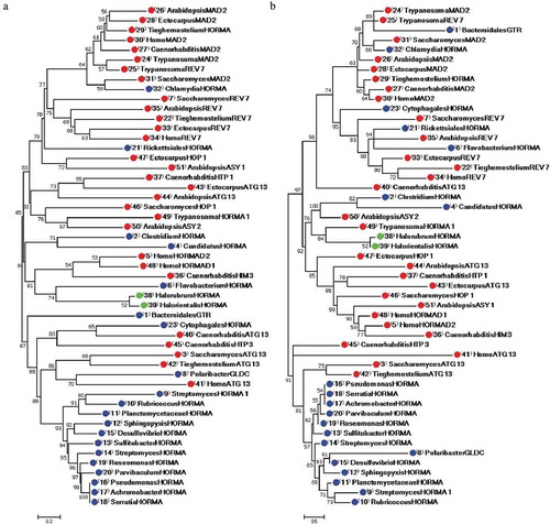 Figure 1. Phylogenetic phenogram tree produced from the alignment of 29 eukaryotic and 22 prokaryotic HORMA-containing proteins. Multiple sequence alignment was constructed by MUSCLE 3.8 and phylogenetic trees generated using MEGA 7.0.26 software. (a) Phylogenetic tree constructed by the NJ method, (b) Phylogenetic tree constructed by ML method. Numbers on nodes are bootstrap percentages supporting a given partitioning. The proteins are designated by the genus name followed by the name of protein. Uncharacterized proteins are named by genus name followed by “HORMA”. Streptomyces purpurogeneiscleroticus # A0A0M8ZCY4 named as “StreptomycesHORMA”, Streptomyces sp. # A0A2A2Z569 named as “StreptomycesHORMA1”. Accession numbers for all proteins are listed in Table 1. Red, blue and green circles indicate for eukaryotic, bacterial and archaeal HORMA-containing proteins, respectively.