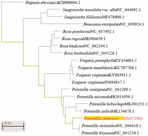 Figure 1. Phylogenetic trees of 18 Rosaceae species. The tree was generated by Neighbor-joining. GenBank accession numbers are shown in the figure.
