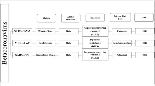 Figure 1 History of harmful human coronaviruses.