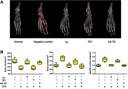 Figure 4 (A) The bone micro-computed tomography (CT) scan images and the red areas showed the bone injury. (B) The bone volumes, bone surfaces, and specific surface areas after 24 days of treatment.Abbreviations: E, ethosome; TE1, transethosomes (ethosome containing sodium deoxycholate (TE1)); AS-TE, antioxidant surface transethosome; i.g., intragastric administration.