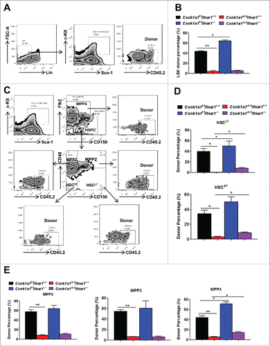 Figure 6. Loss of Ifnar1 partially restored the maintenance of HSCs and MPP4 upon Csnk1a1 deletion. (A) Representative FACS analysis of donor percentage of LSKs (Lin−Sca-1+c-Kit+CD45.2+) in bone marrow of the mixed chimeras as described in Fig. 4 16 weeks after TAM treatment. (B) Quantification of donor percentage of LSKs as shown in A. (C) FACS analysis of donor percentage of Long term HSC (HSCLT, Lin−Sca-1+c-Kit+Flk2−CD150+CD48−CD45.2+), Short term HSC (HSCST, Lin−Sca-1+c-Kit+Flk2−CD150−CD48−CD45.2+), MMP2 (Lin−Sca-1+c-Kit+Flk2−CD150+CD48+CD45.2+), MMP3 (Lin−Sca-1+c-Kit+Flk2−CD150−CD48+CD45.2+) and MMP4 (Lin−Sca-1+c-Kit+Flk2+CD150−CD48+CD45.2+). (D) Quantification of donor percentage of HSCLT and HSCST as shown in C. (E) Quantification of donor percentage of MPPs as shown in C. Data are shown the means ± SEM (n = 4). *, p < 0.05; **, p < 0.01.