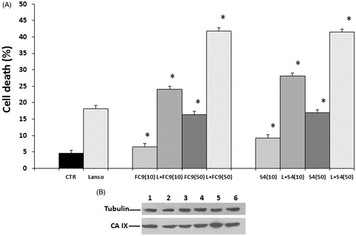 Figure 3. Combined effect of Lansoprazole and FC9–399A or S4 treatment on cell death and CA IX protein expression in Me30966 cells. (a) Me30966 cells cultured in unbuffered conditions, were treated with LAN for 24 h. Then, the cells were treated for additional 24 h with FC9–399A or S4 at two different concentrations: 10 and 50 μM. Tumor cell death was evaluated by Trypan blue exclusion method. Columns, mean percentages of cell death of three independent experiments run in triplicate; bars indicate SD. (*) indicates p < 0.001 (compared to single treatments). (b) Western blot analysis of CA IX expression in total cellular extract of (1) Me30966; (2) Me30966 treated with LAN for 24 h; (3) Me30966 treated with FC9–399A for 24 h; (4) Me30966 treated with S4 for 24 h; (5) Me30966 pretreated with LAN and then treated with FC9–399A (50 μM) for additional 24 h; (6) Me30966 pretreated with LAN and then treated with S4 (50 μM) for additional 24 h. As a control for protein loading, the membranes were blotted with anti-tubulin antibody.