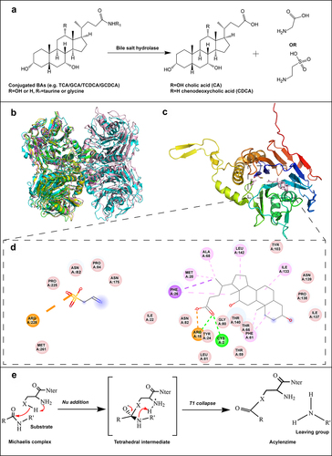 Figure 2. The deconjugation reaction and the structural features of BSH. (a) Hydrolysis of conjugated BAs by BSH to unconjugated BAs and glycine or taurine. (b) Structural homology between subunits of BSHs from Bacteroides thetaiotaomicron (PDB ID: 6UFY, blue),Citation28 Ligilactobacillus salivarius (PDB ID: 5HKE, yellow),Citation29 Bifidobacterium longum (PDB ID: 2HF0, green),Citation30 Clostridium perfringens (PDB ID: 2BJF, violet),Citation31 and Enterococcus faecalis (PDB ID: 4WL3, pink).Citation32 (c) Overall structural features of BSH, taurine and deoxycholate complex from C. perfringens (PDB ID: 2BJF). The reaction products taurine and deoxycholate are shown in pink. (d) The interactions between BSH and the substrate taurine, deoxycholate, mapped by Discovery Studio Visualizer software. (e) The catalytic mechanism of BSH.