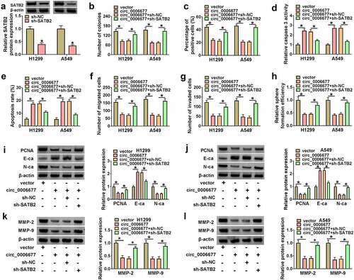 Figure 6. Circ_0006677 elevated SATB2 expression to restrain NSCLC cell malignancy and stemness. (a) Western blotting analysis of the interference efficiency of sh-SATB2. (b-h) The proliferation (b and c), caspase 3 activity (d), apoptosis (e), migration (f), invasion (g), and sphere formation (h) of NSCLC cells after transfection with circ_0006677 combined with or without sh-SATB2. (i and j) Relative protein levels of E-ca, PCNA, and N-ca in NSCLC cells after transfection with circ_0006677 combined with or without sh-SATB2. (k and l) Western blotting analysis of the protein levels of MMP-2 and MMP-9 in the above NSCLC cells. *P < 0.05.