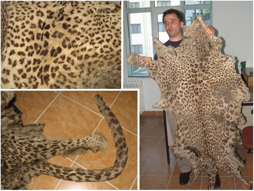 Figure 6. Full skin of the leopard from Kılıçkaya/Yusufeli/Artvin in 2007 (Photos: Ebru Başkaya).