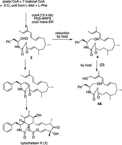 Scheme 1. Proposed biosynthetic pathway of cytochalasin and undesired oxidation by A. oryzae.