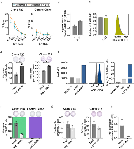 Figure 2. CD8+ Arg1-specific T cells target malignant myeloid cells in an Arg1-expression-dependent manner. (a) 51Chromium-release assay of CD8+ Arg1-specific T cell clone #20 (left) or CD8+ control T cell clone (right) against MonoMac-1 cells ± IL-13 (20 U/mL, 48 h) in technical duplicates. 7.5 × 104 effector cells at E:T ratio of 15:1. Error bars represent mean ± SD. (b) Arg1 expression in MonoMac-1 ± IL-13 (20 U/mL, 48 h) evaluated by RT-qPCR analysis. (b, h) Arg1 expression was measured relative to large ribosomal protein (RPLPO) expression in technical triplicates. (c) Bar charts (left) and histogram plots (right) of flow cytometry determined relative MFI values for HLA ABC expression in MonoMac-1 cells treated with IL-13 (20 U/mL, 48 h) (green) compared to untreated MonoMac-1 cells (grey) in biological duplicates. (d) IFNγ Elispot responses of Arg1-specific T cell clone #20 and #23 to Arg1 mRNA or mock transfected MonoMac-1 cells. E:T ratio of 1:1. Representative Elispot wells of responses against (d) Arg1 mRNA or mock or (f-g) Arg1 siRNA or mock transfected MonoMac-1 cells. (e) Bar charts (left) and histogram plots (center) of flow cytometry determined MFI values for Arg1 expression in MonoMac-1 cells and bar charts (right) of the frequency of Arg1+ cells among total live MonoMac-1 cells, 24 h after mock (light grey) or Arg1 mRNA (blue) transfection. Isotype ctrl of mock transfected cells shown in dark grey. (f) IFNγ Elispot responses of Arg1-specific T cell clone #18 (green background) and CD8+ control T cell clone (purple background) to Arg1 siRNA or mock transfected MonoMac-1 cells treated with IL-13 (20 U/mL, 48 h). E:T ratio of 2:1. (g) Granzyme B (GzmB) and perforin (Prf1) Elispot responses of Arg1-specific T cell clone #18 to Arg1 siRNA or mock transfected MonoMac-1 cells treated with IL-13 (20 U/mL, 48 h). E:T ratio of 2:1. (h) RT-qPCR analysis of Arg1 expression in MonoMac-1 after mock or Arg1 siRNA transfection ± IL-13 (20 U/mL, 48 h). Not detected (ND). *p ≤ .05. All bars represent the mean values ± SD.