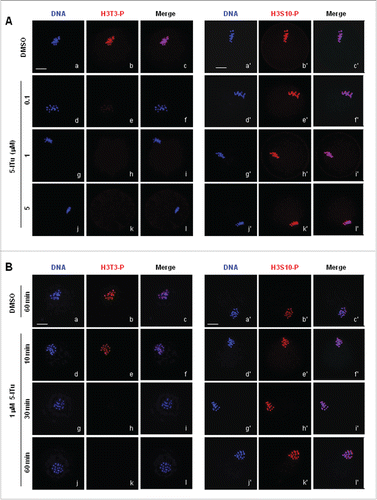 Figure 5. Immunofluorescence analysis of reduced H3T3-P in oocytes by 5-ITu in time- and dose-dependent manner. (A) The subcellular localization of H3T3-P and H3S10-P was analyzed with immunofluorescent staining in pro-MI oocytes incubated for 1 h in 0, 0.1, 1 and 5 μM 5-Itu, respectively. DNA was visualized in blue, H3T3-P or H3S10-P in red and acetylated-tubulin in green. Bar, 20 μM. At the end of 1 h incubation, the fluorescent signal of H3T3-P was significantly reduced in 0.1 μM 5-ITu group, and totally undetectable in oocytes treated with 1 μM 5-Itu and 5 μM 5-ITu. H3S10-P was brightly labeled on chromosomes in oocytes after treated with different concentrations of 5-ITu. (B) The subcellular localization of H3T3-P and H3S10-P was detected with immunofluorescent staining in pro-MI oocytes after treated with 1 uM 5-ITu for 0, 10, 30 and 60 min. DNA was visualized in blue, H3T3-P or H3S10-P in red and acetylated-tubulin in green. Bar, 20 μM. H3T3-P accumulation on chromosomes was dramatically reduced after 10 min incubation, and total undetectable in oocytes treated for 30 min. Bright H3S10-P was consistently detected in oocytes at all the time points of drug incubation.